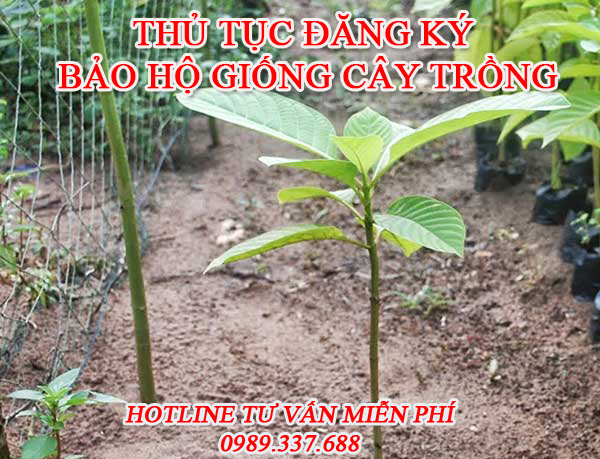 bao20ho20giong20cay20trong